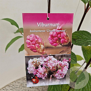 Viburnum bodn. 'Charles Lamont' 60-80 cm 3,0L