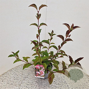 Viburnum bodn. 'Dawn' 50-60 cm 2,5L