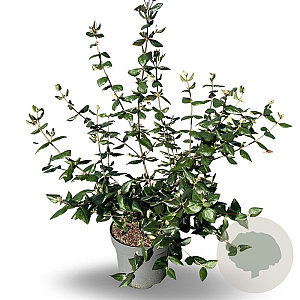 Viburnum burkwoodii 80-100 cm 12L