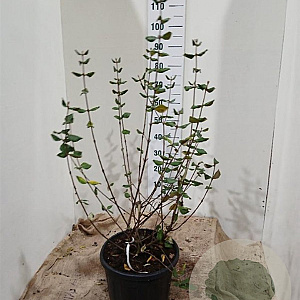 Viburnum burkwoodii 80-100 cm 20L najaarspotting