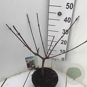 Viburnum carlcephalum 50-60 cm 5,0L