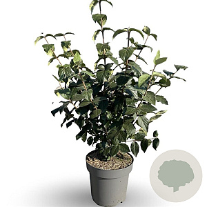 Viburnum carlcephalum 60-80 cm 12L