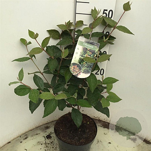 Viburnum carlesii 'Juddii' 40-50 cm 5,0L