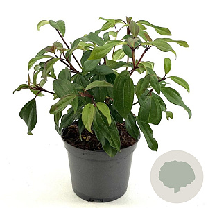 Viburnum davidii 'Angustifolium' 25-30 cm 2,0L