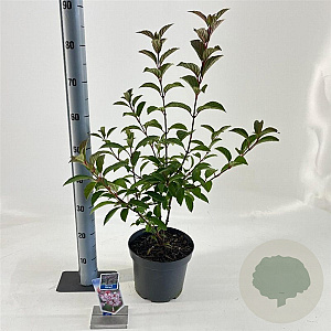 Viburnum farreri 50-60 cm 5,0L