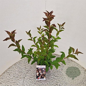 Viburnum farreri 60-80 cm 2,5L