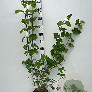 Viburnum opulus 80-100 cm 5,0L