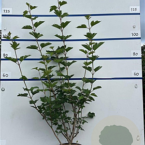 Viburnum opulus 100-125 cm 7,5L solitair