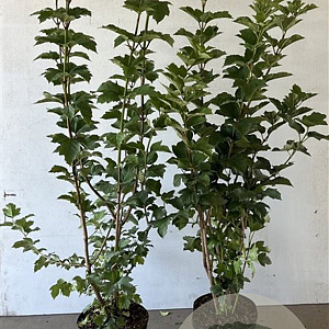 Viburnum opulus 100-125 cm 7,5L solitair