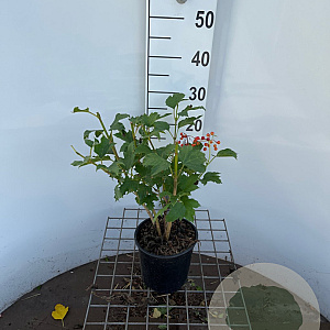 Viburnum opulus 'Compactum' 30-40 cm 3,0L