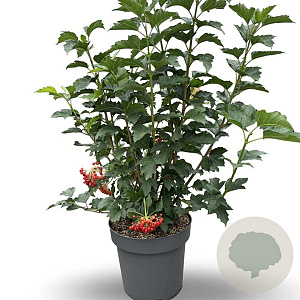 Viburnum opulus 'Compactum' 40-60 cm 12L