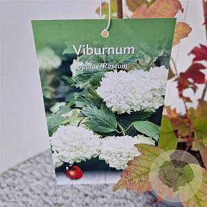 Viburnum opulus 'Roseum' 45-50 cm 3,0L