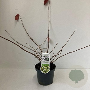 Viburnum plic. 'Cascade' 30-40 cm 3,0L