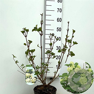 Viburnum plic. 'Grandiflorum' 50-60 cm 4,0L