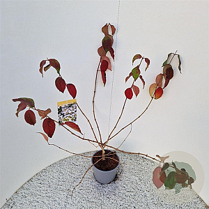 Viburnum plic. 'Mariesii' 40-45 cm 3,0L