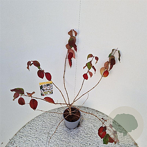 Viburnum plic. 'Mariesii' 40-45 cm 3,0L