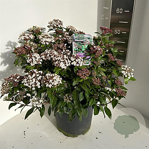 Viburnum tinus 35-40 cm P27