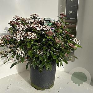 Viburnum tinus 35-40 cm P27