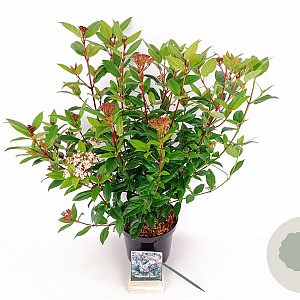 Viburnum tin. 'Anvi' 30-40 cm 3,0L