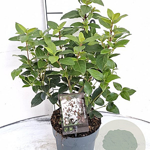 Viburnum tin. 'Eve Price' 30-40 cm 2,0L