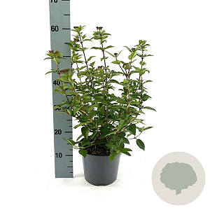Viburnum tin. 'Eve Price' 30-40 cm 2,0L