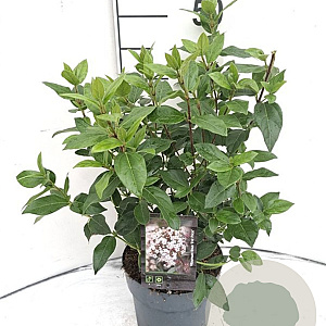 Viburnum tin. 'Eve Price' 30-40 cm 2,0L