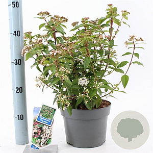 Viburnum tin. 'Eve Price' 30-40 cm 3,0L