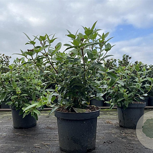 Viburnum tin. 'Eve Price' 30-40 cm 3,0L