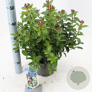 Viburnum tin. 'Eve Price' 30-40 cm 3,0L