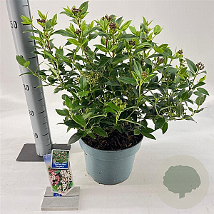 Viburnum tin. 'Eve Price' 35-45 cm 5,0L