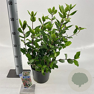 Viburnum tin. 'Gwenllian' 30-40 cm 3,0L