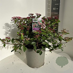 Viburnum tin. 'Gwenllian' 35-40 cm P27