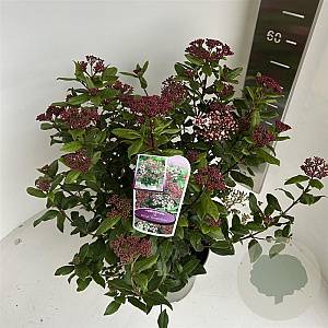 Viburnum tin. 'Gwenllian' 40-45 cm 5,0L