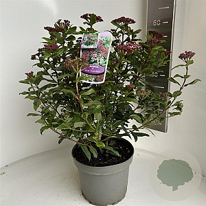 Viburnum tin. 'Gwenllian' 40-45 cm 5,0L