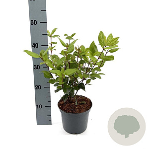 Viburnum tin. 'Ladybird' 30-40 cm 2,0L