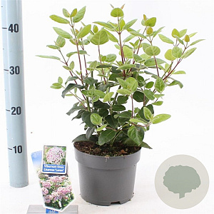 Viburnum tin. Lisarose 25-30 cm 2,0L