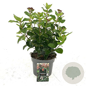 Viburnum tin. Lisarose 30-35 cm 2,0L