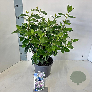 Viburnum tin. Lisarose 30-40 cm 3,0L
