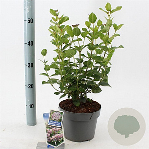 Viburnum tin. Lisarose 30-40 cm 3,0L