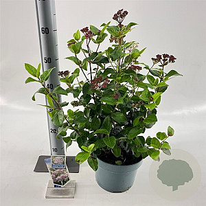 Viburnum tin. Lisarose 35-45 cm 5,0L