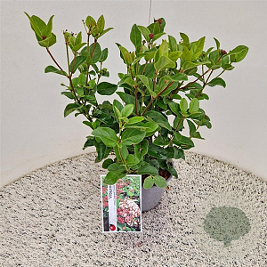 Viburnum tin. Lisarose 40-45 cm 2,5L