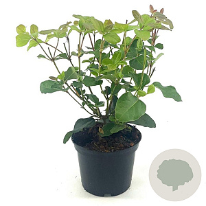 Viburnum tin. 'Purpureum' 30-40 cm 2,0L
