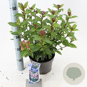Viburnum tin. Spirit 30-35 cm 3,0L