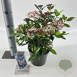 Viburnum tin. Spirit 30-35 cm 3,0L