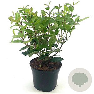 Viburnum tin. Spirit 30-40 cm 2,0L