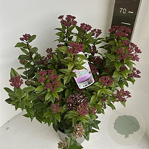 Viburnum tin. Spirit 35-40 cm  met knop