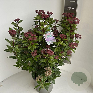 Viburnum tin. Spirit 35-40 cm  met knop