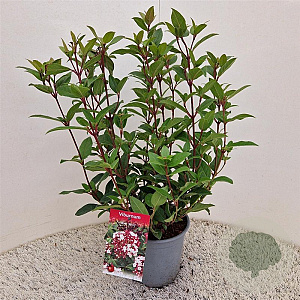 Viburnum tin. Spirit 40-45 cm 2,5L
