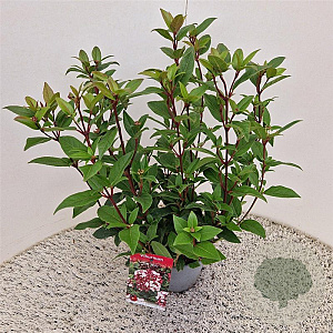 Viburnum tin. Spirit 40-45 cm 2,5L