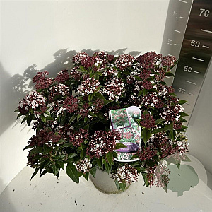 Viburnum tin. Spirit 50-60 cm 5,0L